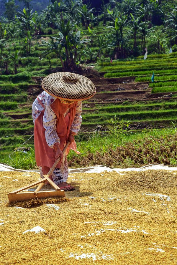 Traditional hand rice winnowing in a Bali paddy field