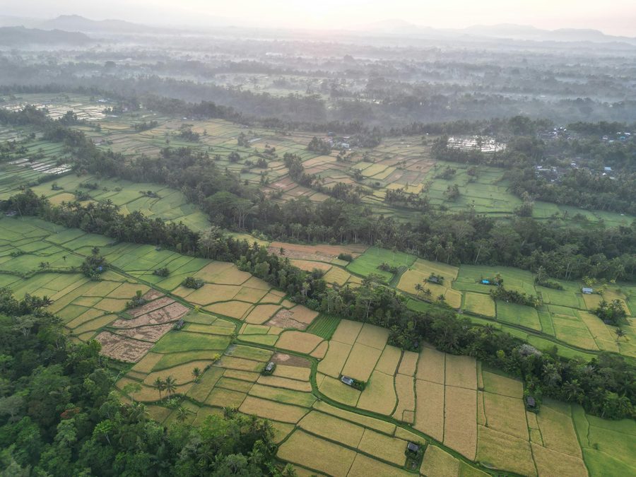 Aerial sunrise over Bali rice fields and palm groves