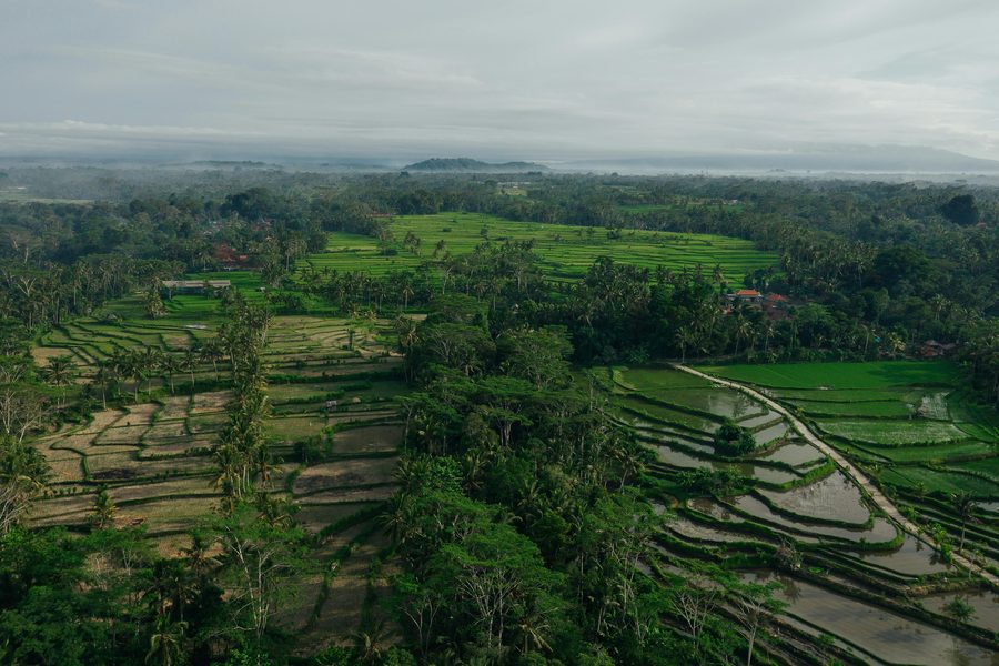 Green rice terraces stretching to the horizon in central Bali