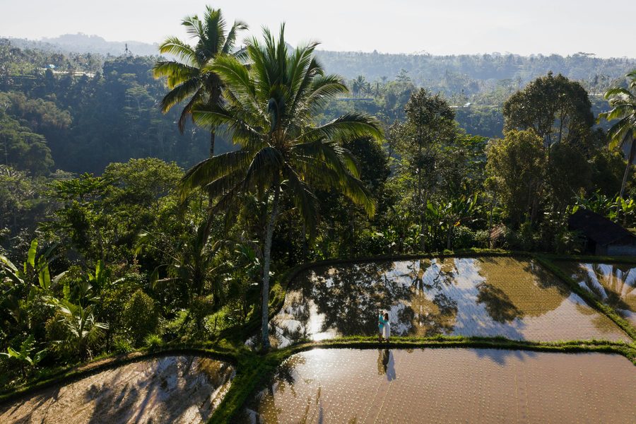 Reflective flooded rice paddy with palms near Ubud