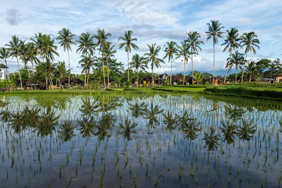 Palms mirrored in a flooded Bali rice paddy