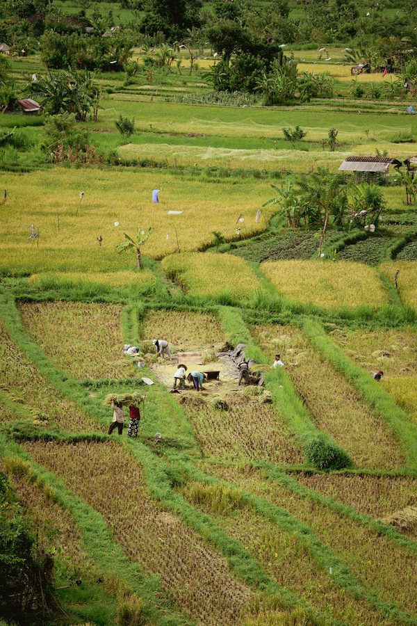Farmers working terraced rice fields in Bali