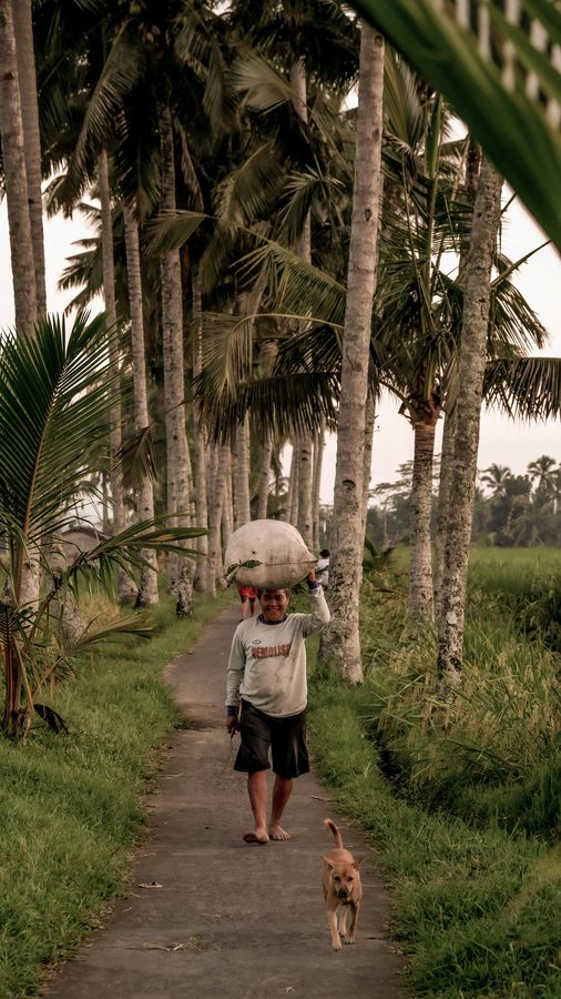Village life on a palm-lined path in rural Bali