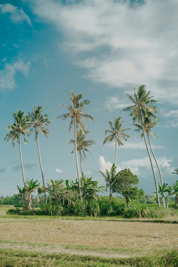 Tall coconut palms over rice fields in central Bali