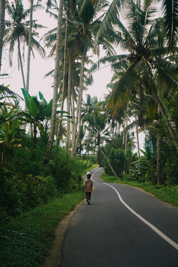 Walker on a palm-lined rural Bali road