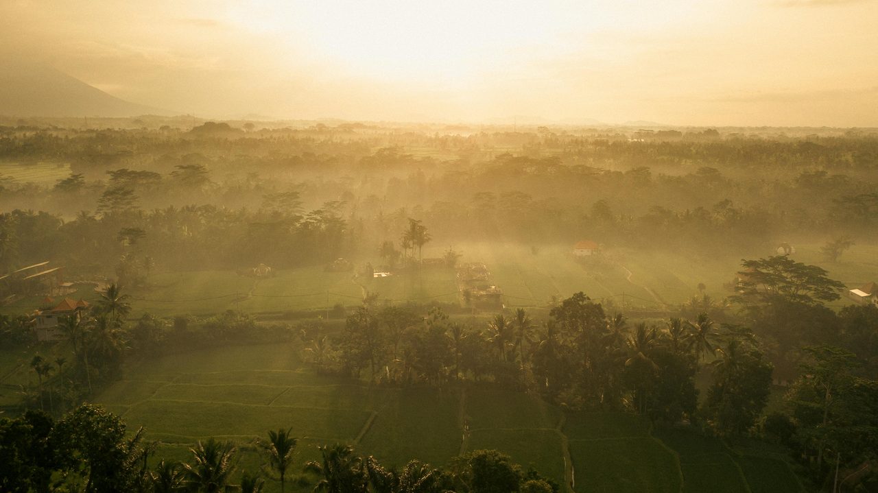 Misty sunrise over Bali rice fields and palm jungle — atmospheric wet season (November–April)
